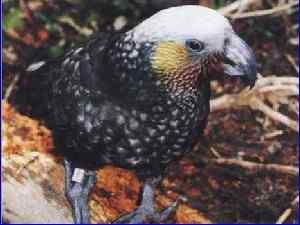 鹦鹉大全——卡卡鹦鹉