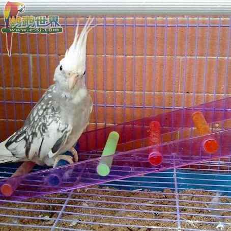 鹦鹉繁殖——相对湿度表