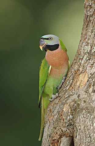 鹦鹉大全——大绯胸鹦鹉 Derbyan Parakeet