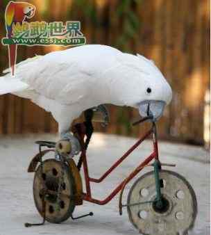 鹦鹉饲养——做有趣的游戏