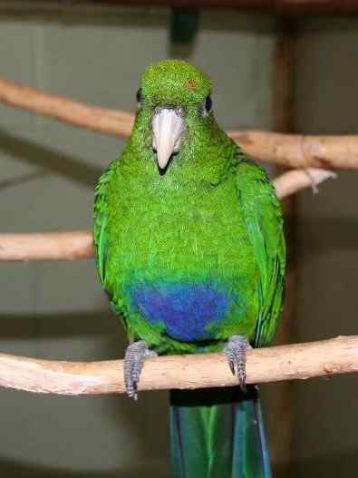 鹦鹉大全——紫腹鹦鹉