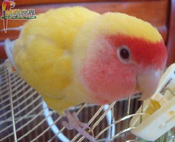 鹦鹉繁殖——通过光照来检查鸟蛋