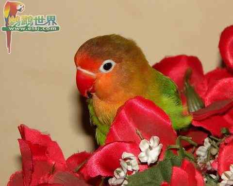 鹦鹉繁殖——幼鸟期