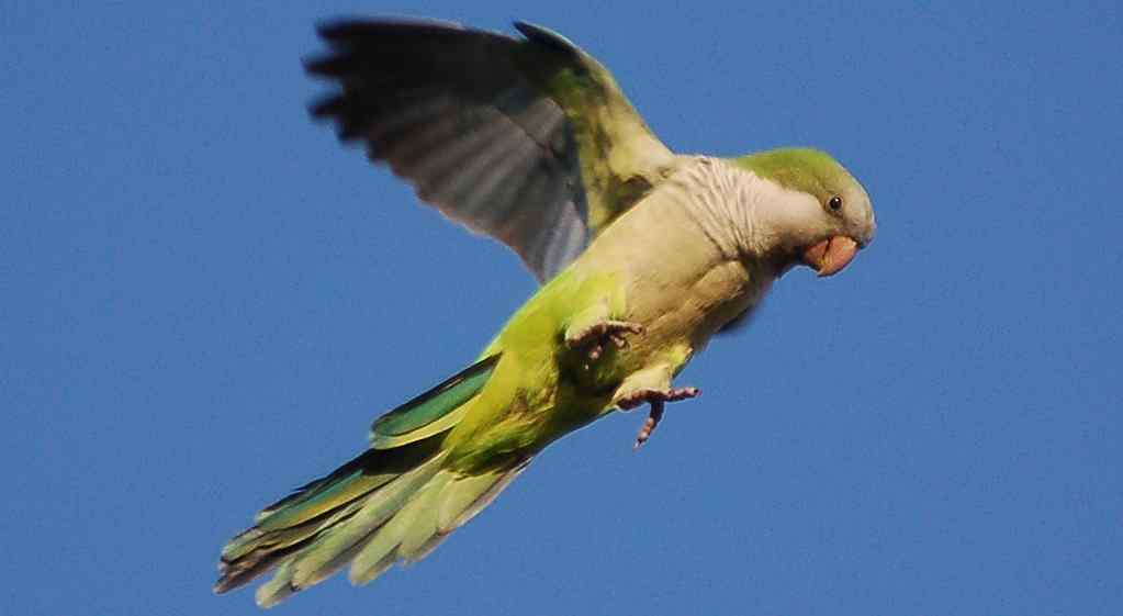 鹦鹉饲养——剪羽翼