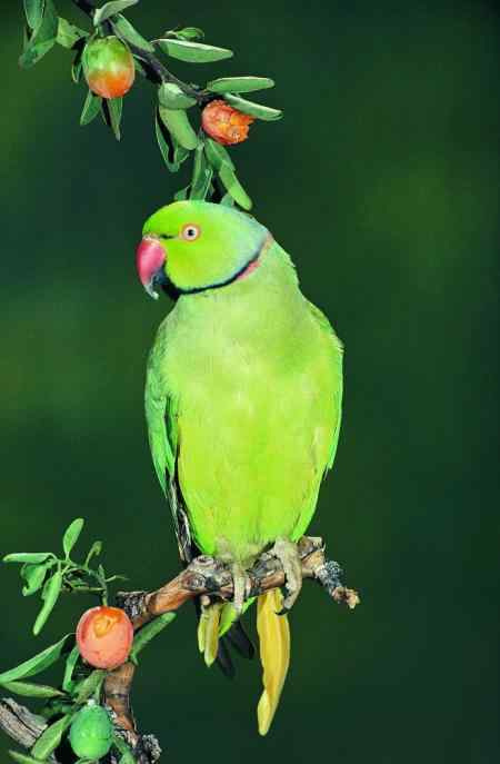 鹦鹉繁殖—— 养殖室的建造