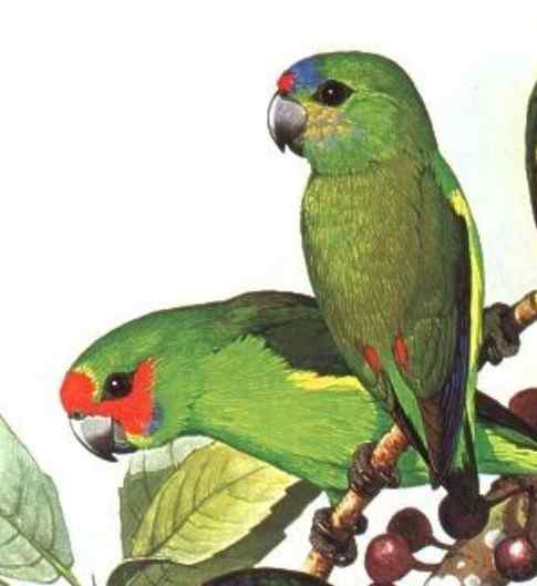 鹦鹉大全——红眉双眼无花果鹦鹉