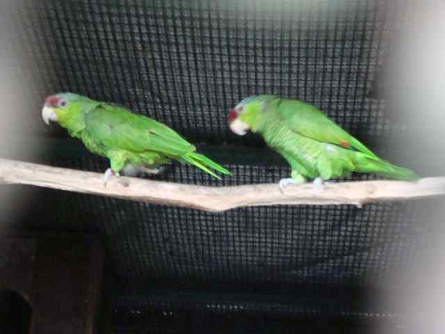 鹦鹉保育——大家可以试下这些乳制品