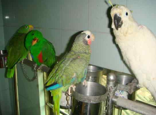 如何让你家的鹦鹉远离疾病