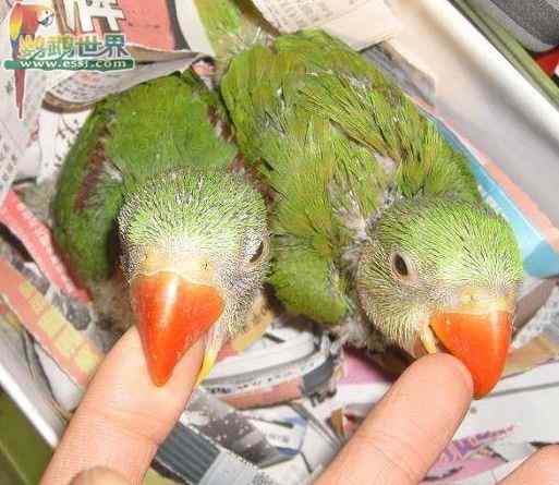 鹦鹉繁殖——如何才能繁殖出健康的观赏鸟