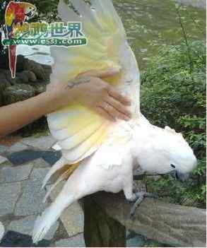 鹦鹉繁殖——人工孵化时的停电困扰