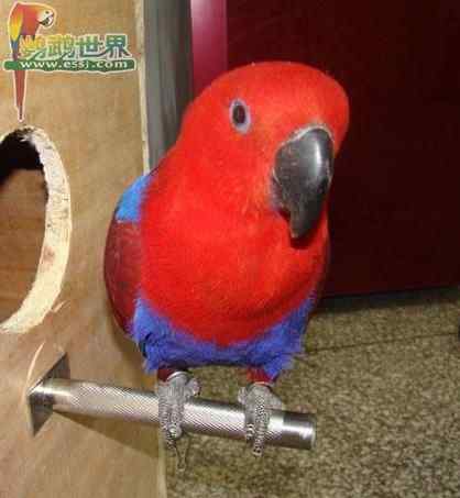 鹦鹉繁殖——开启自动孵化器