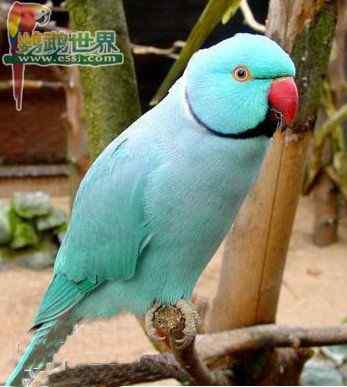 鹦鹉疾病——雏鸟脱水现象