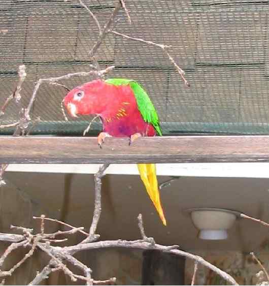 鹦鹉大全——仙子吸蜜鹦鹉