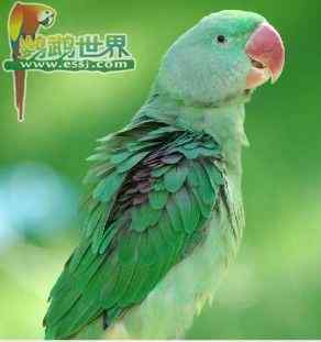 各种鹦鹉蛋的平均孵化期和雏鸟的大小