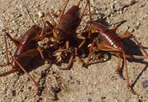 十大自相残杀的动物！