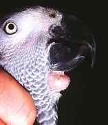 鹦鹉保育——鸟维生素E及硒缺乏症