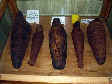 埃及鸟类木乃伊 不容偷盗