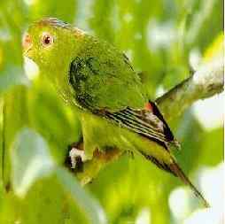 鹦鹉大全——威廉明纳氏吸蜜鹦鹉