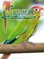 鹦鹉大全——玫瑰冠锥尾鹦鹉