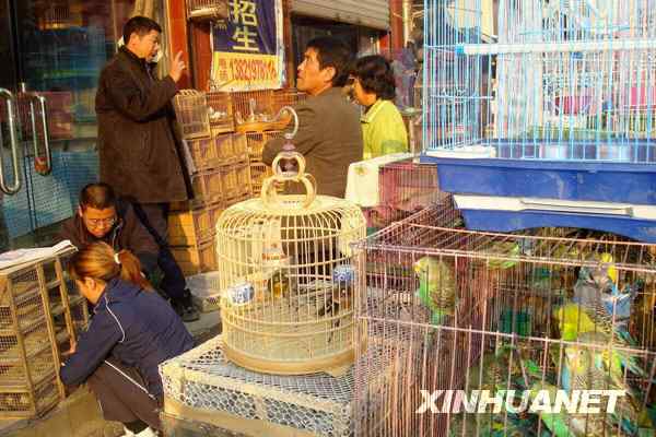 中国候鸟, 正历经无穷无尽的劫难 中国候鸟, 正历经无穷无尽的劫难