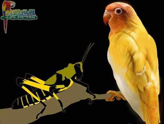 鹦鹉繁殖——正常的孵化温度