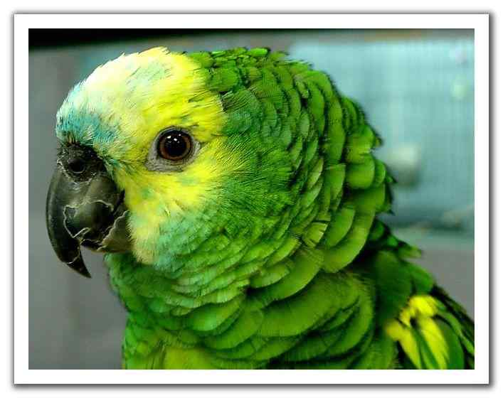 鹦鹉大全——贝利兹黄头亚马逊鹦鹉