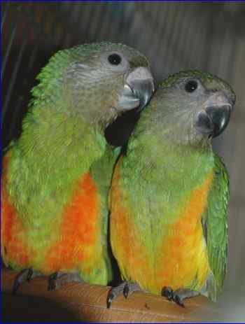 鹦鹉大全——塞内加尔鹦鹉