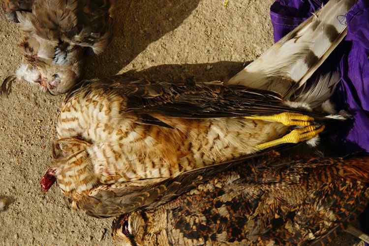 中国候鸟, 正历经无穷无尽的劫难 中国候鸟, 正历经无穷无尽的劫难