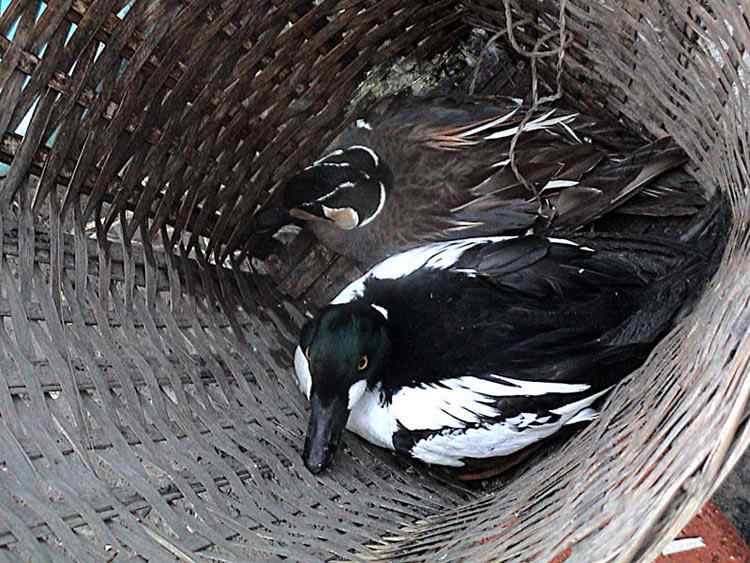 中国候鸟, 正历经无穷无尽的劫难 中国候鸟, 正历经无穷无尽的劫难