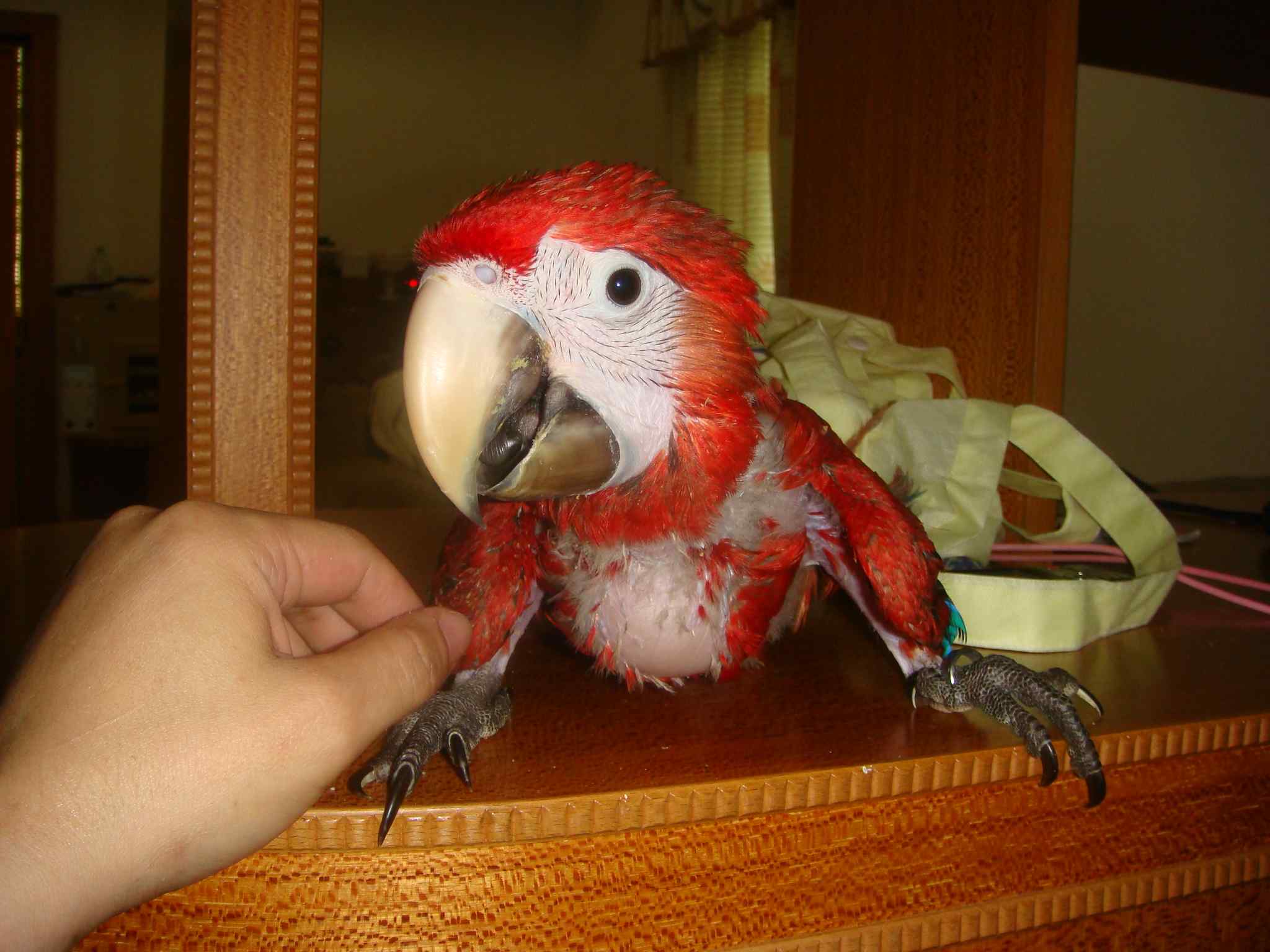 鹦鹉疾病——常见幼鸟的疾病