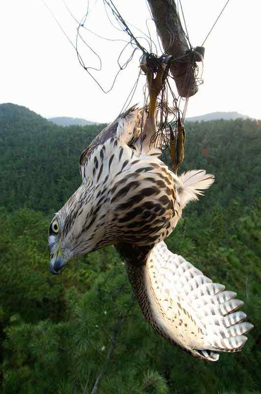 中国候鸟, 正历经无穷无尽的劫难 中国候鸟, 正历经无穷无尽的劫难