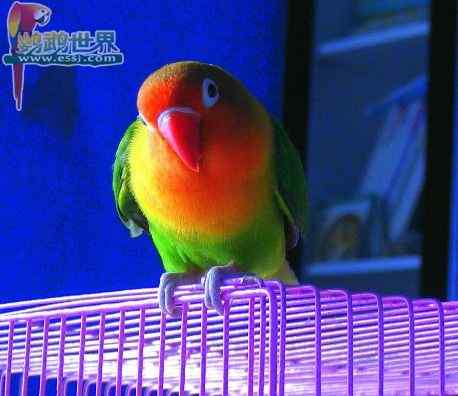 鹦鹉繁殖——温度的控制