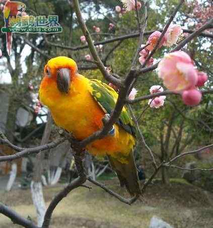 鹦鹉保育——前言:食物对于鸟类健康的重要性