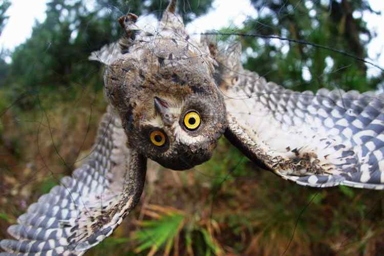 中国候鸟, 正历经无穷无尽的劫难 中国候鸟, 正历经无穷无尽的劫难