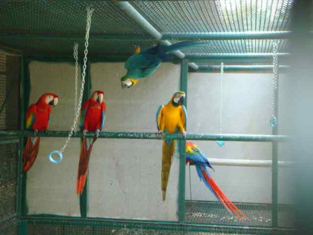 鹦鹉保育——维生素——吃的胜利法宝1