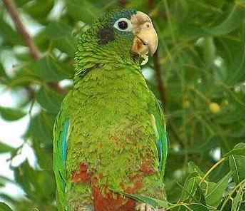 鹦鹉大全——希斯潘诺拉亚马逊