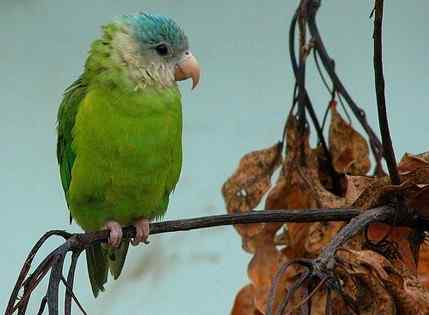 鹦鹉大全——灰颊鹦鹉