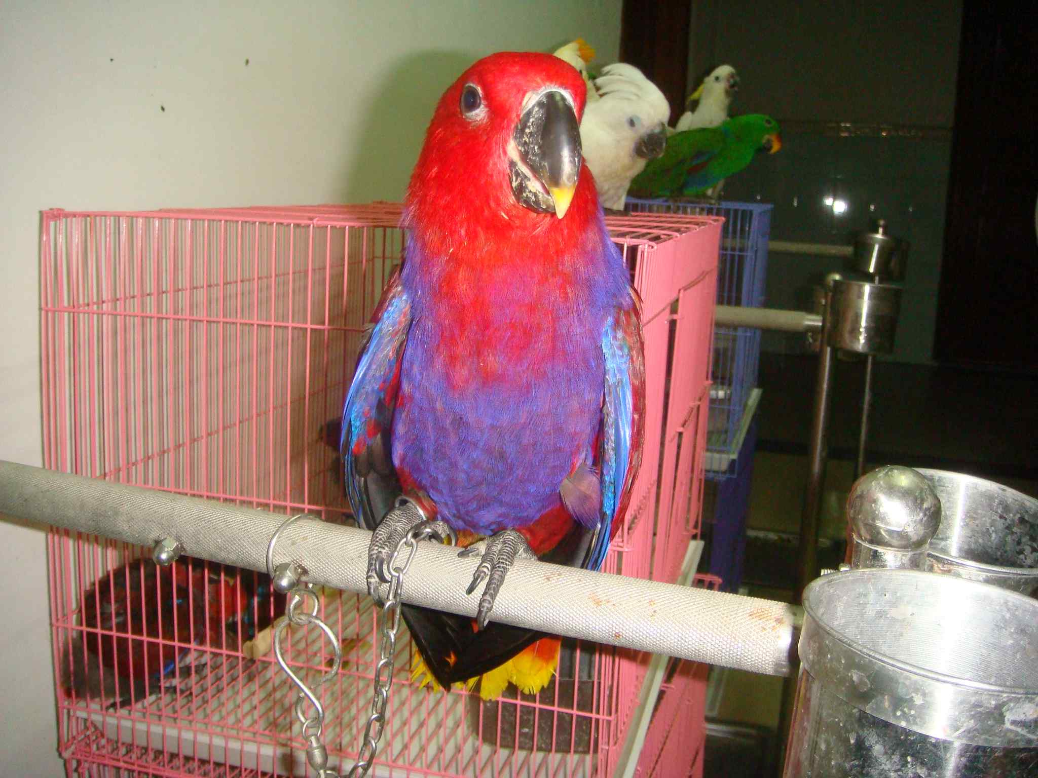 鹦鹉奶粉制作过程及方法