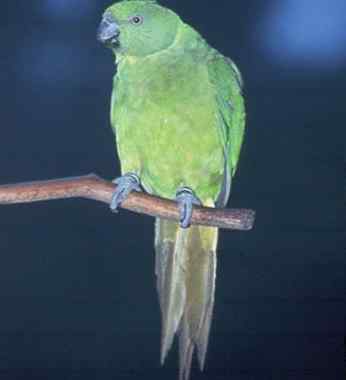 鹦鹉大全——印度环颈鹦鹉