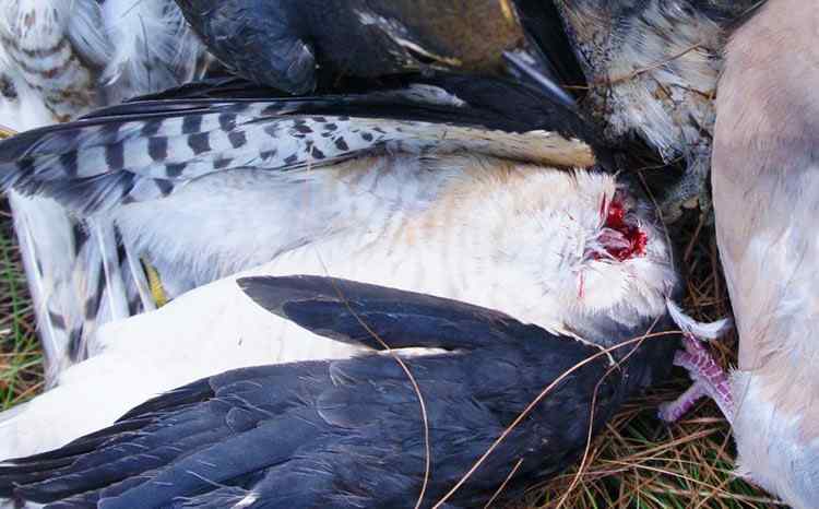 中国候鸟, 正历经无穷无尽的劫难 中国候鸟, 正历经无穷无尽的劫难