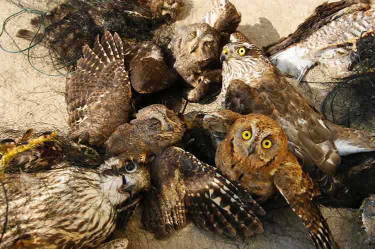 中国候鸟, 正历经无穷无尽的劫难 中国候鸟, 正历经无穷无尽的劫难