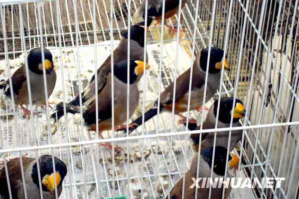 中国候鸟, 正历经无穷无尽的劫难 中国候鸟, 正历经无穷无尽的劫难