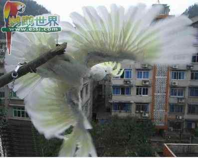 鹦鹉保育——断奶期