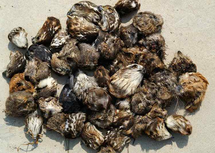 中国候鸟, 正历经无穷无尽的劫难 中国候鸟, 正历经无穷无尽的劫难