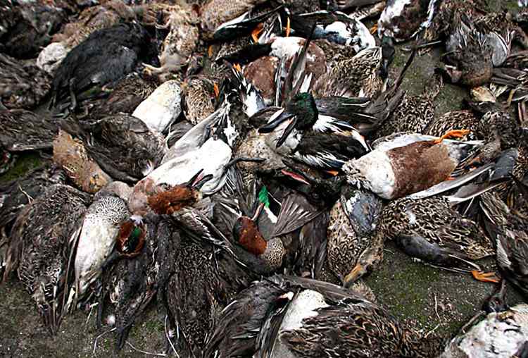 中国候鸟, 正历经无穷无尽的劫难 中国候鸟, 正历经无穷无尽的劫难