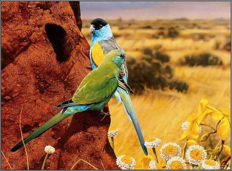 鹦鹉蛋内胚胎在孵化期间的发育过程