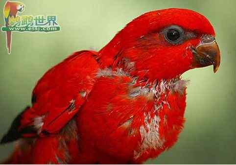 鹦鹉疾病——传染病——球虫病