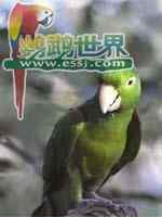鹦鹉大全——西斯潘纽拉锥尾鹦鹉