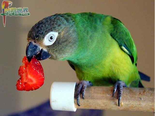 鹦鹉繁殖——古埃及的孵化方法