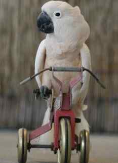 鹦鹉保育——素面包(蛋白质、多种维生素)